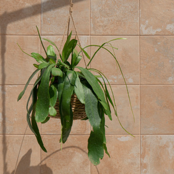 Une plante verte est suspendue dans un panier tressé, projetant des ombres sur un mur carrelé beige éclairé par le soleil, créan