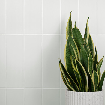 Una planta de serpiente abigarrada se alza en una maceta blanca texturizada, sobre un fondo de azulejos de color gris claro.