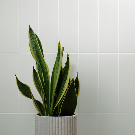 Een slangenplant in pot staat rechtop in een geribbelde witte plantenbak tegen een achtergrond van glanzende, rechthoekige witte Een slangenplant in pot staat rechtop in een geribbelde witte plantenbak tegen een achtergrond van glanzende, rechthoekige witte