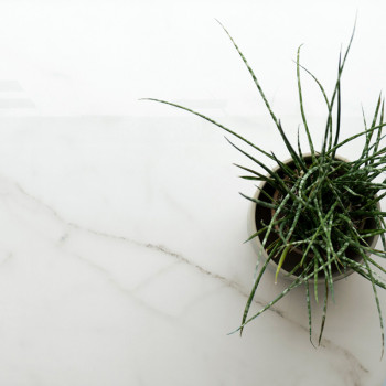 A small potted plant with spiky, green leaves sits on a smooth, white marble surface with subtle veining.