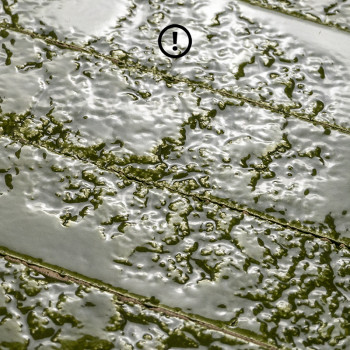 Bahia-26 Vert
